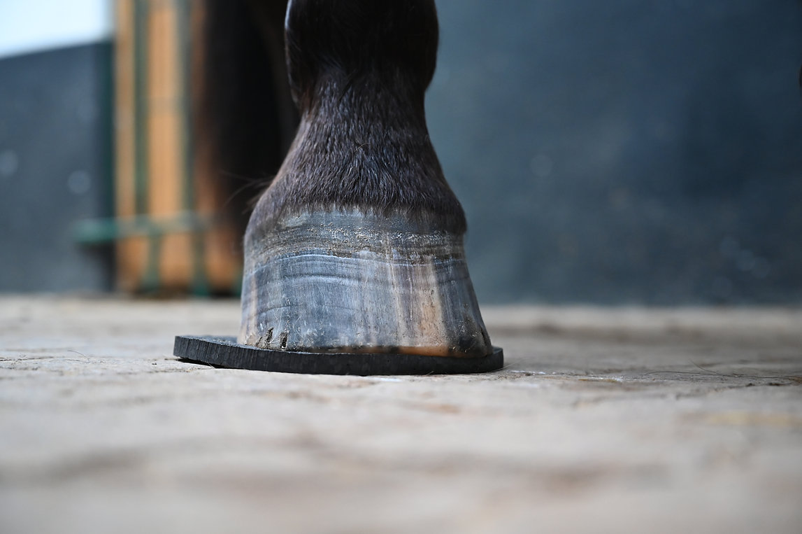 Einlegesohle für Hufschuhe - Sportsohle