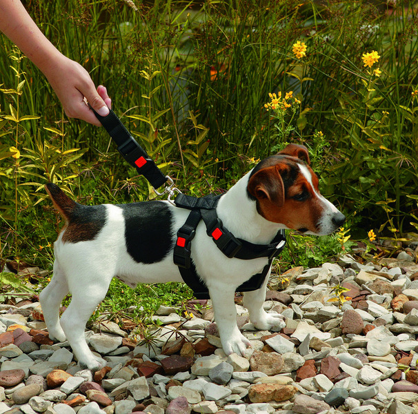 Autotransport Hunde