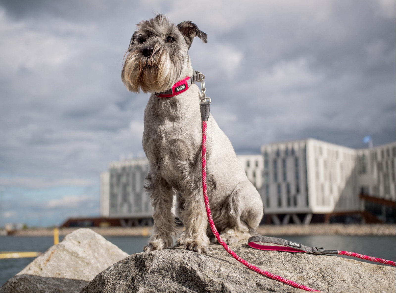 Urban Rope™ Leine von DOG Copenhagen