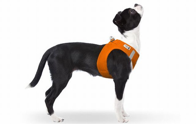 Curli Hundegeschirr Vest Air Mesh in 4 Farben