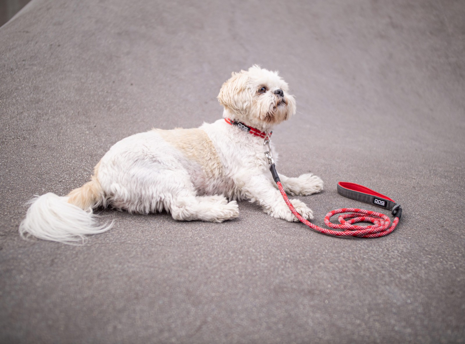 Urban Style™ Halsband von DOG Copenhagen