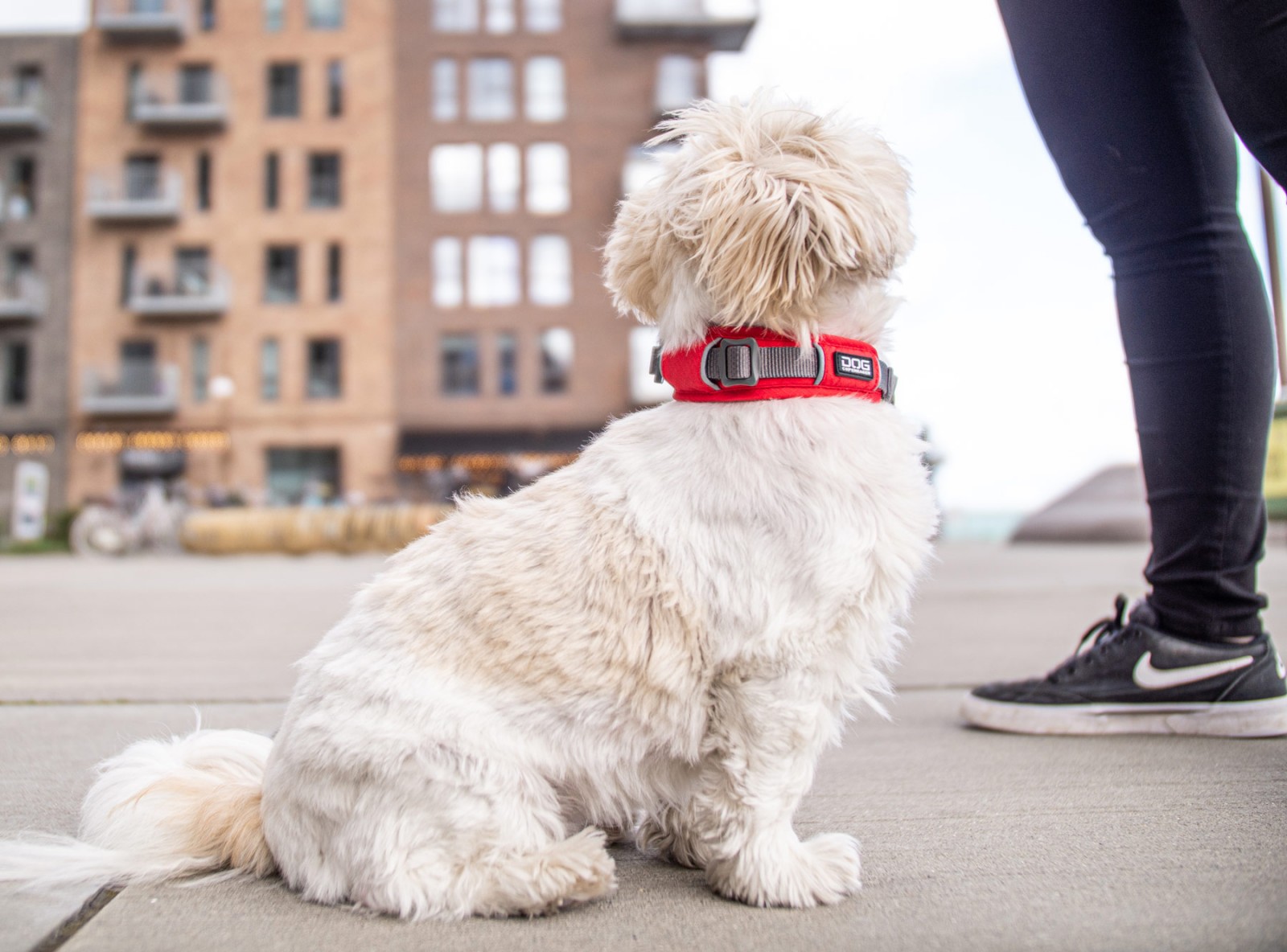 Urban Explorer™ Halsband von DOG Copenhagen