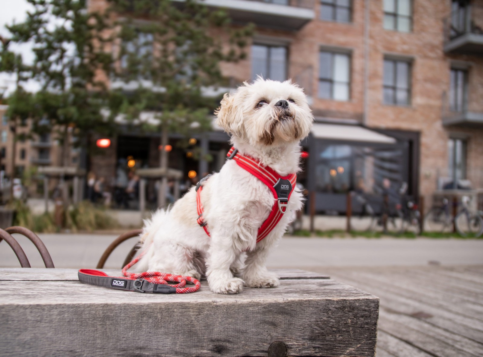Comfort Walk Air™ Hundegeschirr von DOG Copenhagen