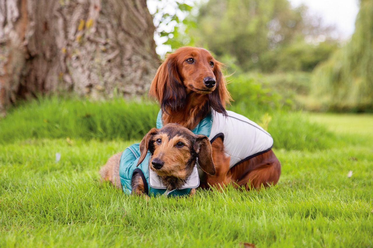 Hundemantel Maly Wendejacke von Beeztees